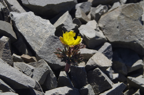 Image of Ranunculus haastii by (c) Ed Wilson, some rights reserved (CC BY)