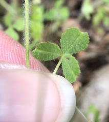 Trifolium microcephalum