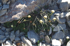 Leptinella pyrethrifolia