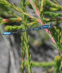 Austroagrion cyane