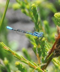 Austroagrion cyane