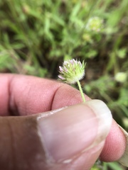 Trifolium microcephalum