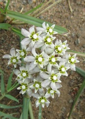 Asclepias flexuosa