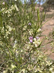 Eremophila sturtii