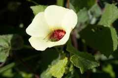 Pavonia cancellata