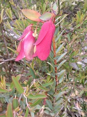 Pimelea physodes
