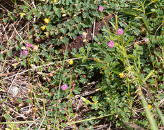 Polygala longicaulis