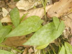 Erythronium americanum
