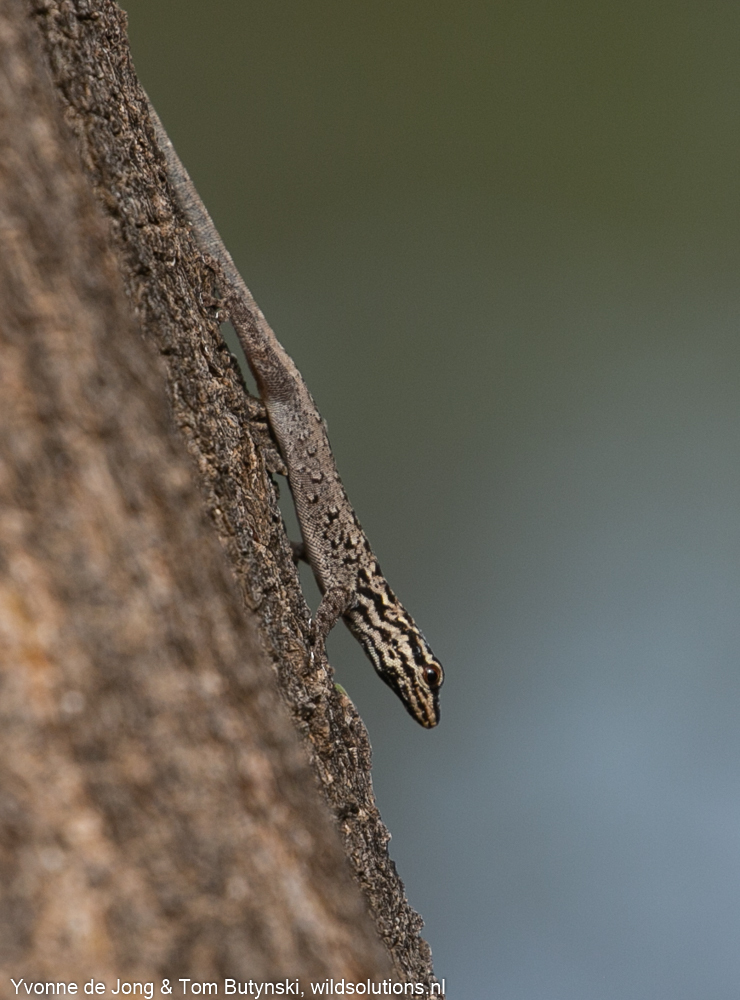 Kenya Dwarf Gecko from Turkwel, Kenia on October 30, 2021 at 08:05 AM ...