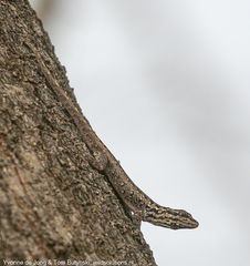 Lygodactylus keniensis
