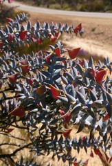Daviesia pachyphylla
