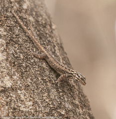 Lygodactylus keniensis