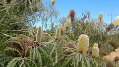 Banksia speciosa