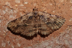 Artigisa impropria