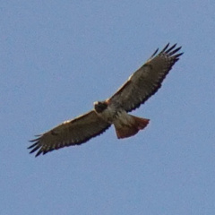 Buteo jamaicensis image