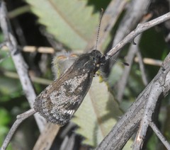 Synemon parthenoides