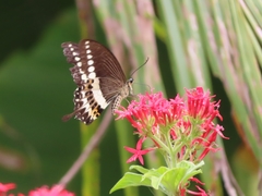 Papilio liomedon