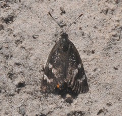 Synemon parthenoides