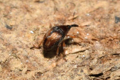 Nanophyes marmoratus
