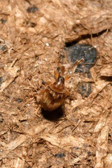 Nanophyes marmoratus