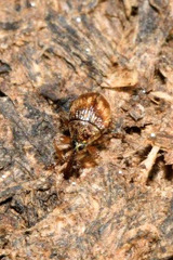 Nanophyes marmoratus
