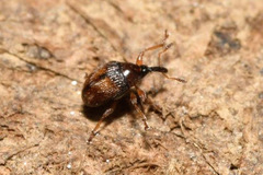 Nanophyes marmoratus