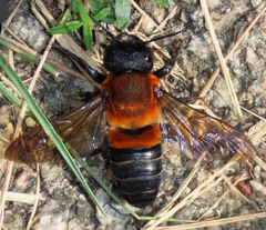 Megachile monticola