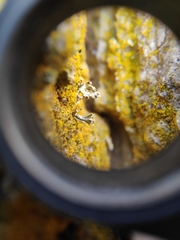 Chaenotheca phaeocephala