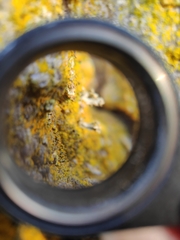 Chaenotheca phaeocephala