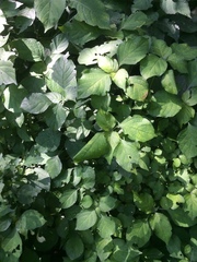 Isoglossa woodii
