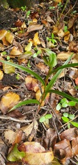 Pterostylis irwinii
