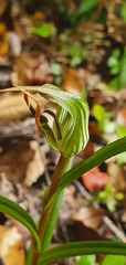 Pterostylis irwinii