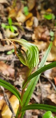 Pterostylis irwinii