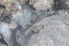 Cryptocentrus strigilliceps