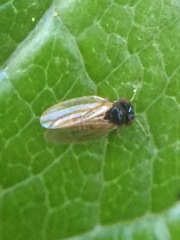 Ctenarytaina fuchsiae