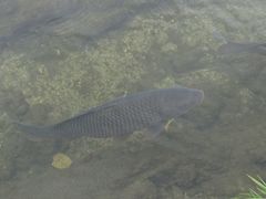 Cyprinus