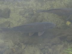 Cyprinus