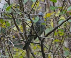 Hypsipetes amaurotis