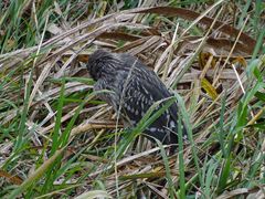 Nycticorax nycticorax