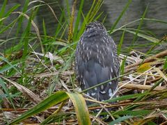 Nycticorax nycticorax