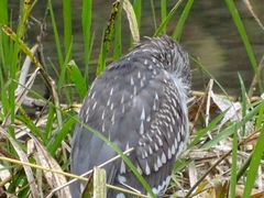 Nycticorax nycticorax