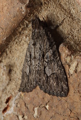 Crioa acronyctoides