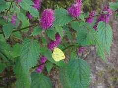 Elsholtzia splendens