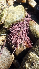 Lithothrix aspergillum
