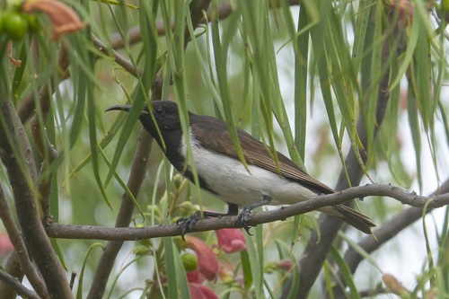 Black Honeyeater (Sugomel nigrum), photo 8