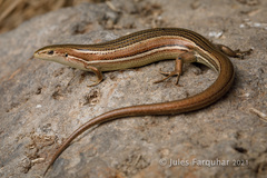 Pseudemoia rawlinsoni