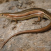 Glossy Grass Skink - Photo (c) Jules Farquhar, some rights reserved (CC BY-NC)