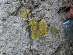 Caloplaca cinnabarina