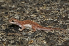 Rhynchoedura