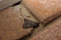 Crioa acronyctoides